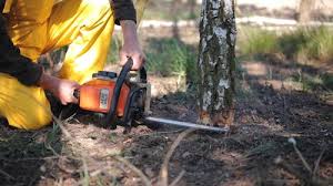 Leaf Removal in Morgan, UT