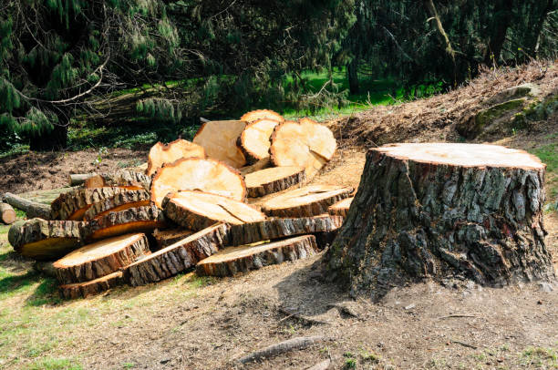 Trusted Morgan, UT Tree Care Experts